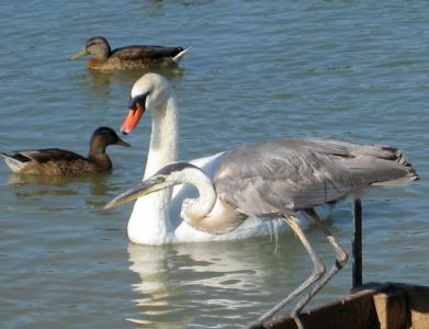 Birds in Illinois Image